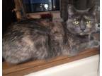 Adopt Torie a Domestic Short Hair