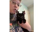 Adopt Ellie a Domestic Short Hair