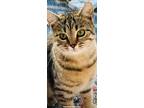 Adopt Cleopatra a Domestic Short Hair