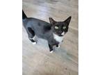 Adopt Barbie a Domestic Short Hair