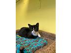 Adopt Clover a Domestic Short Hair