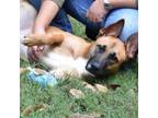 Adopt Angelina a German Shepherd Dog