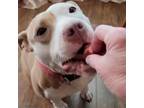 Adopt Annabella a American Staffordshire Terrier