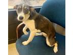 Adopt Sparky a Feist, Italian Greyhound