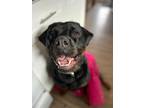 Adopt Georgia a Rottweiler