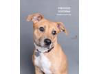 Adopt Freckles a Catahoula Leopard Dog, Pit Bull Terrier