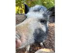 Adopt Piper a Pig