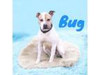 Adopt Bug a Terrier, Pit Bull Terrier