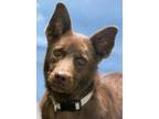 Adopt Hershey a Collie