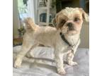 Adopt KAI a Shih Tzu