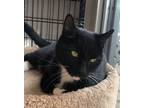 Adopt Sylvester a Domestic Short Hair