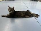 Adopt Malcolm a Tabby, Domestic Short Hair