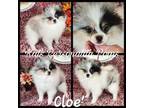 Cloe'