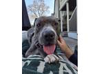 Adopt Chatter (in foster) a Pit Bull Terrier, Mixed Breed