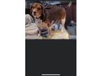 Adopt Clyde - Fostered in Omaha a Beagle