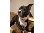 Adopt Amazing Jordan!!! - Fostered in Lincoln a American Staffordshire Terrier