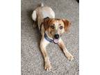 Adopt Parker - adoption pending a Australian Cattle Dog / Blue Heeler, Hound