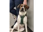Adopt Hector - Fostered in Omaha a Shepherd, Boxer