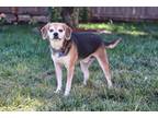 Adopt Amazing Zeus!! - Fostered in Lincoln, NE a Beagle