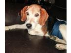 Adopt Mr Wilson - Fostered in Omaha a Beagle