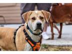Adopt Roger - adoption pending a Beagle, Labrador Retriever