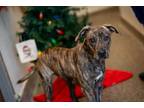 Adopt Diesel a Pit Bull Terrier, Plott Hound