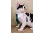 Adopt Hufflepurr a Domestic Short Hair