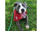 Adopt Koda (115132) (In a Foster Home) a Pit Bull Terrier