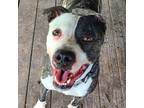 Adopt Bull (121287) (In a Foster Home) a Pit Bull Terrier