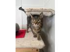 Adopt Syrup a Domestic Short Hair