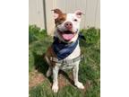 Adopt Charmander a Pit Bull Terrier