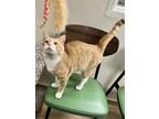 Adopt Ted Lasso a Domestic Short Hair