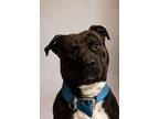 Adopt Wallace a Pit Bull Terrier