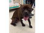 Adopt Danny (Foster or Adopt) a Cane Corso, Mixed Breed