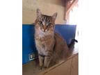 Adopt Carson a Domestic Short Hair