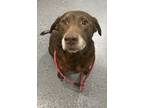 Adopt Lucky Aka Coco a Labrador Retriever