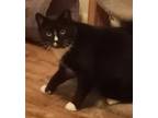 Adopt Friesian a Domestic Short Hair