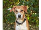 Adopt Mylo a Anatolian Shepherd, Hound