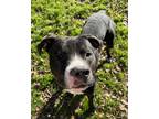 Adopt Blaze* A198928 a Pit Bull Terrier