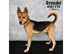 Adopt GRENDEL a German Shepherd Dog, Mixed Breed