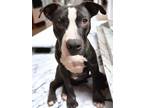 Adopt Midnight a Pit Bull Terrier