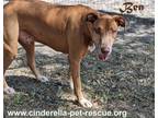 Adopt Ben a Vizsla, Rhodesian Ridgeback