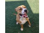 Adopt Cristoph-$75 Adoption Fee! Diamond Dog! a Boxer, Pit Bull Terrier