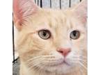 Adopt Big Bear Jackson a Tabby