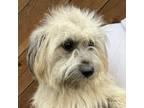 Adopt Jose - Local March 24 a Wirehaired Terrier, Shih Tzu