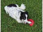 Adopt MILKSHAKE - COURTESY LISTING a Border Collie