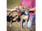 Adopt Canopy-foster or adoptive home needed a Mountain Cur