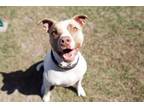 Adopt Eddie a American Staffordshire Terrier, Pit Bull Terrier