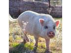 Adopt Truffle II a Pig