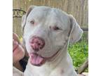 Adopt Ghost JuM a Pit Bull Terrier, Basset Hound